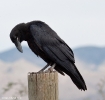 Common Raven
