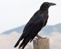 Common Raven