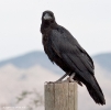 Common Raven