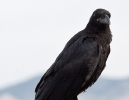 Common Raven