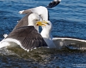 Great Black-backed Gulls