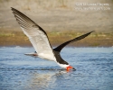 black_skimmer_nb_0582