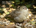 Brown-headed Cowbird immature