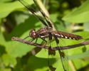 Common Whitetail Dragonfly Female