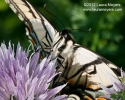 Eastern Tiger Swallowtail closeup