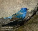Indigo Bunting