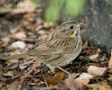 Lincoln's Sparrow