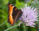 Milbert's Tortoiseshell Butterfly