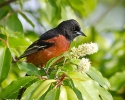 Orchard Oriole