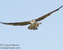 Osprey in flight