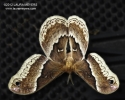 Promethea Moth 