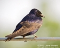 Purple Martin 