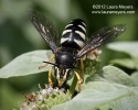 Sand Wasp