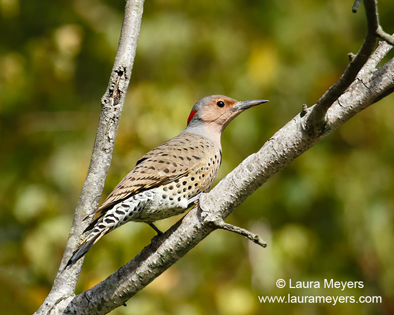 northern flicker at jamaica bay wildlife refuge laura northern flicker at jamaica bay wildlife refuge laura