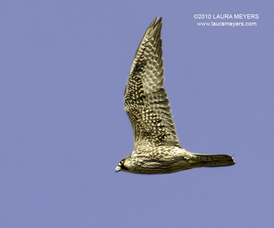 peregrine falcon in flight. Peregrine Falcon in Flight