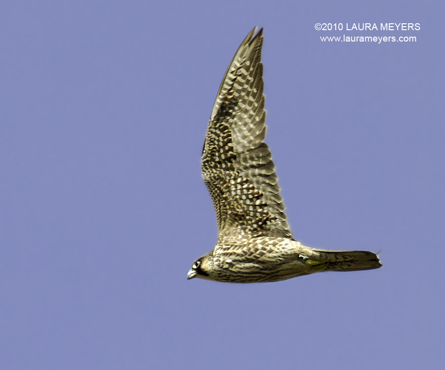 Peregrine Falcon in Flight peregrine falcon in flight. Peregrine Falcon in Flight