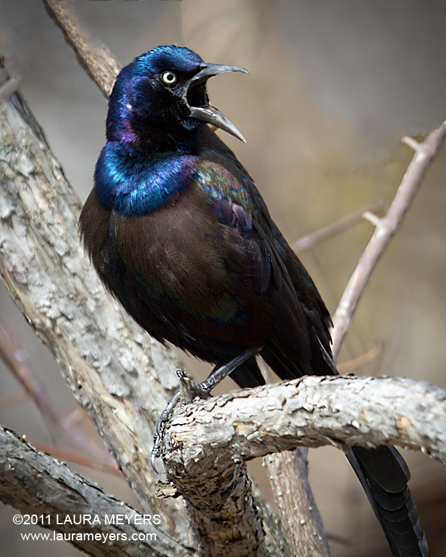 common grackle flight. of this Common Grackle was