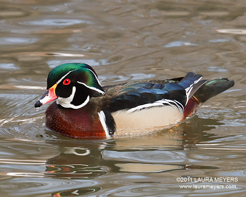 Wood Duck Drake