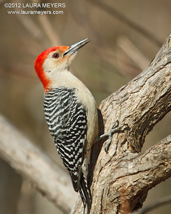 red bellied woodpecker male laura meyers photography red bellied woodpecker male laura meyers photography