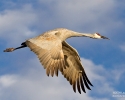 Sandhill Crane in flight