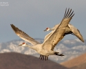 Sandhill Cranes in flight