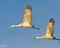 Sandhill Crane in flight