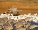 Sandhill Crane in flight