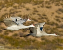 Sandhill Cranes in flight