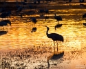 Sandhill Crane in flight sunset