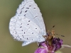 Butterfly_Azure