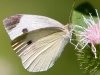 Butterfly_Cabbage White