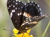 Butterfly_Bordered Patch
