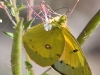 Butterfly_Organge Sulphur