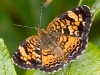 Butterfly_Pearl Crescent