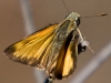 Butterfly_Skpper