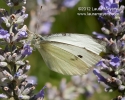 Cabbage White Butterfly