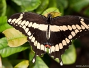 Butterfly_Giant_Swallowtail