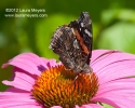 Red Admiral Butterfly