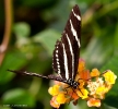 Butterfly_Zebra_Heliconian