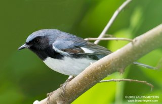 Black-throated Blue Warbler