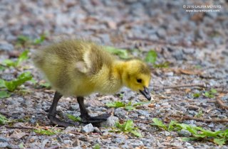 Canada Goose Chick