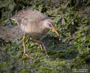 Clapper Rail 1