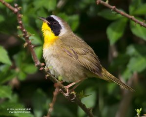 Common Yellowthroat Warbler