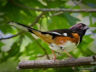 Eastern Towhee 