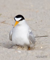 Least Tern with eggs