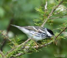 Blackpoll Warbler breeding 