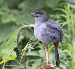 Gray Catbird