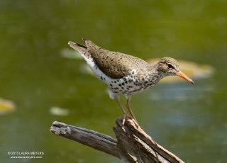 Spotted Sandpiper breeding