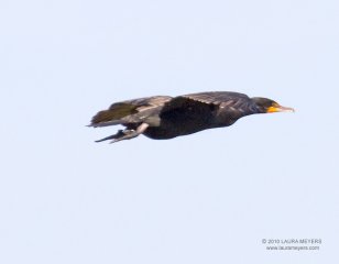 Double-crested Cormorant