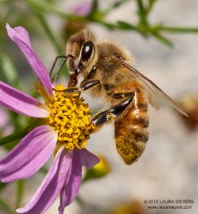 Honey Bee  Stuyvesant Cove